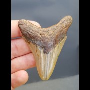 7,5 cm Haizahn des Megalodon 