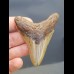 7,5 cm shark tooth of Megalodon 