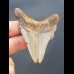 7,5 cm Haizahn des Megalodon 