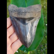 12,1cm faszinierender Sammler Zahn des Megalodon