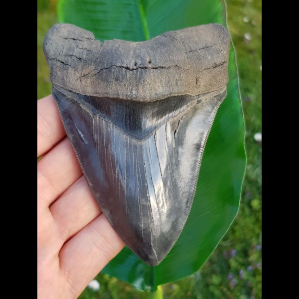 12,1cm faszinierender Sammler Zahn des Megalodon