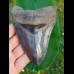 12,1cm fascinating collector tooth of Megalodon