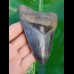 12,1cm fascinating collector tooth of Megalodon