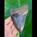 12,1cm fascinating collector tooth of Megalodon