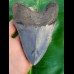 12,1cm fascinating collector tooth of Megalodon