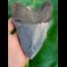 12,1cm faszinierender Sammler Zahn des Megalodon