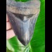 12,1cm faszinierender Sammler Zahn des Megalodon