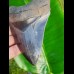 12,1cm fascinating collector tooth of Megalodon