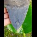 12,1cm fascinating collector tooth of Megalodon