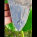 12,1cm fascinating collector tooth of Megalodon
