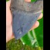 12,1cm faszinierender Sammler Zahn des Megalodon