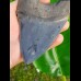 12,1cm fascinating collector tooth of Megalodon