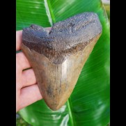 12,7cm guter, fossiler Haizahn des Megalodon aus USA