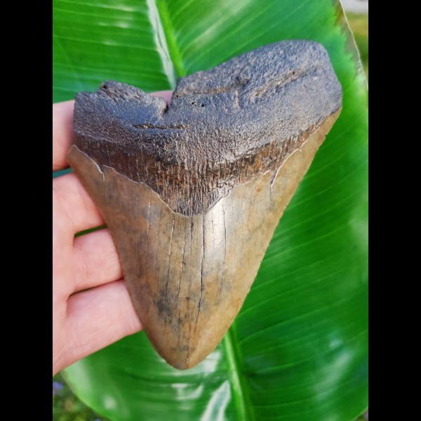12,7cm guter, fossiler Haizahn des Megalodon aus USA