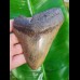 12,7cm guter, fossiler Haizahn des Megalodon aus USA