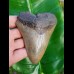 12,7cm good, fossiler shark tooth of Megalodon aus USA