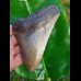 12,7cm good, fossiler shark tooth of Megalodon aus USA