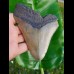 12,7cm good, fossiler shark tooth of Megalodon aus USA