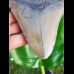 12,7cm guter, fossiler Haizahn des Megalodon aus USA