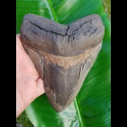 15,0cm giant, sharp shark tooth of Megalodon Fossil