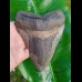 15,0cm giant, sharp shark tooth of Megalodon Fossil