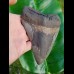 15,0cm giant, sharp shark tooth of Megalodon Fossil