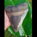 15,0cm giant, sharp shark tooth of Megalodon Fossil