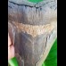 15,0cm giant, sharp shark tooth of Megalodon Fossil