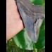 15,0cm giant, sharp shark tooth of Megalodon Fossil