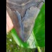 15,0cm giant, sharp shark tooth of Megalodon Fossil