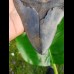 15,0cm giant, sharp shark tooth of Megalodon Fossil