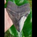 15,0cm giant, sharp shark tooth of Megalodon Fossil