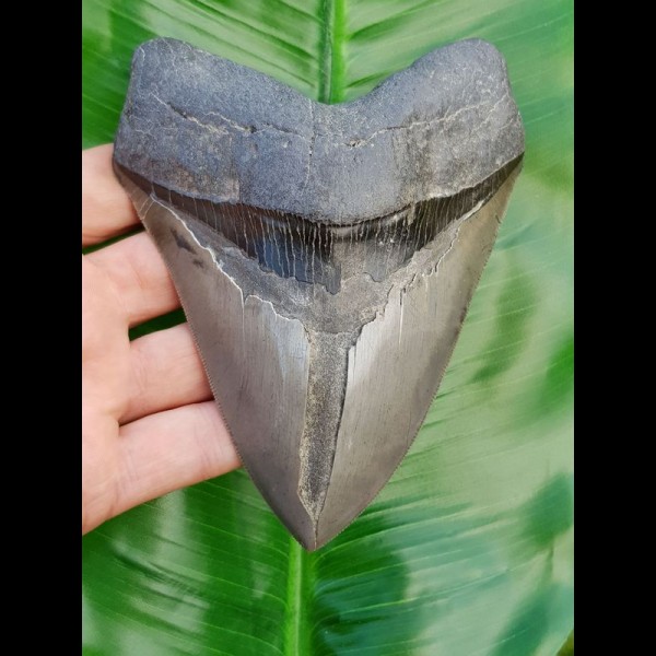 13,9cm fantastischer, scharfer Haizahn des Megalodon