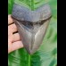 13,9cm fantastischer, scharfer Haizahn des Megalodon