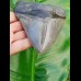 13,9cm fantastischer, scharfer Haizahn des Megalodon