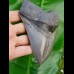 13,9cm fantastischer, scharfer Haizahn des Megalodon