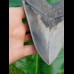 13,9cm fantastischer, scharfer Haizahn des Megalodon