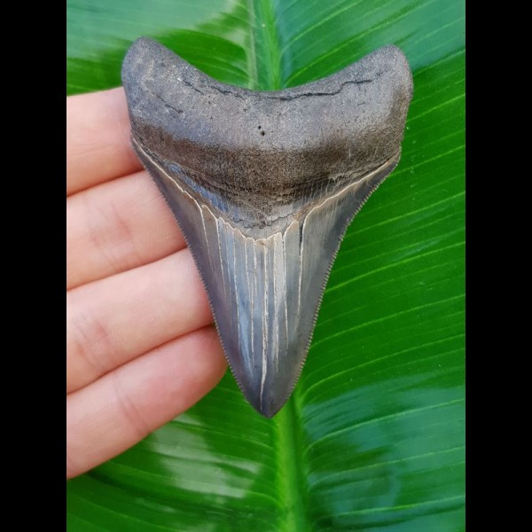 8,0cm top, scharfer Haizahn des Megalodon