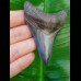 8,0cm top, scharfer Haizahn des Megalodon