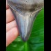 8,0cm top, scharfer Haizahn des Megalodon