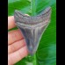 8,0cm top, scharfer Haizahn des Megalodon