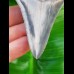 8,0cm top, scharfer Haizahn des Megalodon