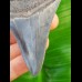 8,0cm top, scharfer Haizahn des Megalodon