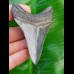 8,0cm top, scharfer Haizahn des Megalodon