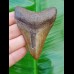 8,2cm brauner, versteinerter shark tooth of Megalodon