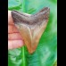 8,2cm brauner, versteinerter Haizahn des Megalodon