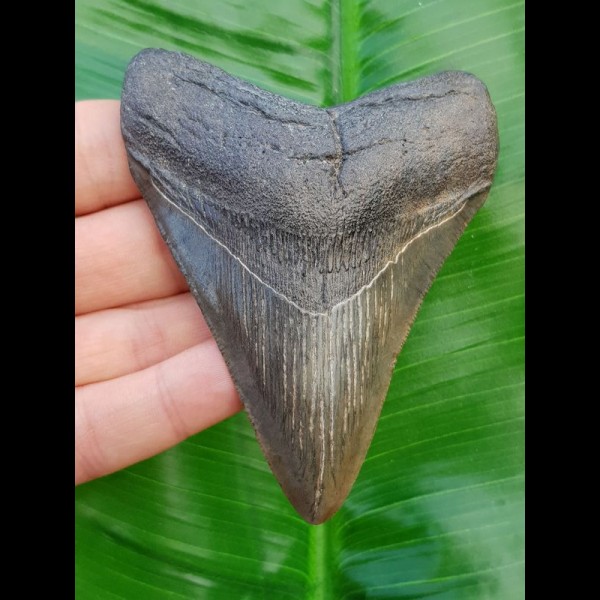 10,0cm fossiler Haizahn des Megalodon aus den USA