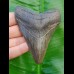 10,0cm fossiler Haizahn des Megalodon aus den USA