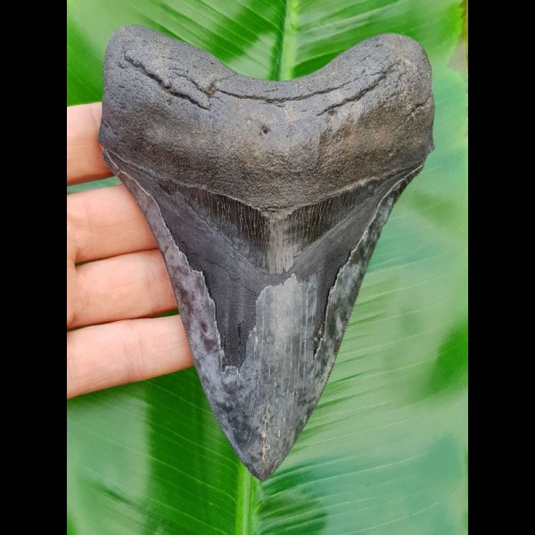 14,4cm dolchartiger, scharfer Haizahn des Megalodon