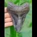 14,4cm dolchartiger, sharp shark tooth of Megalodon